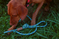 Blue Raspberry Lead