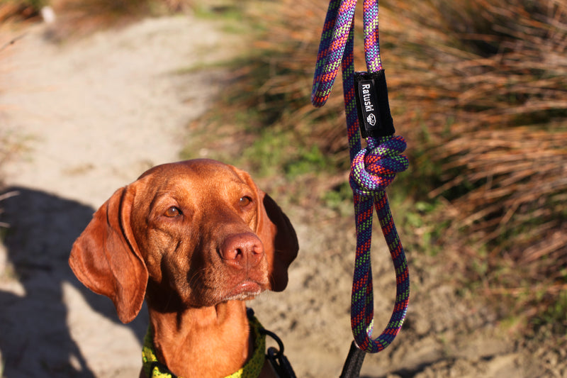 Dog leads